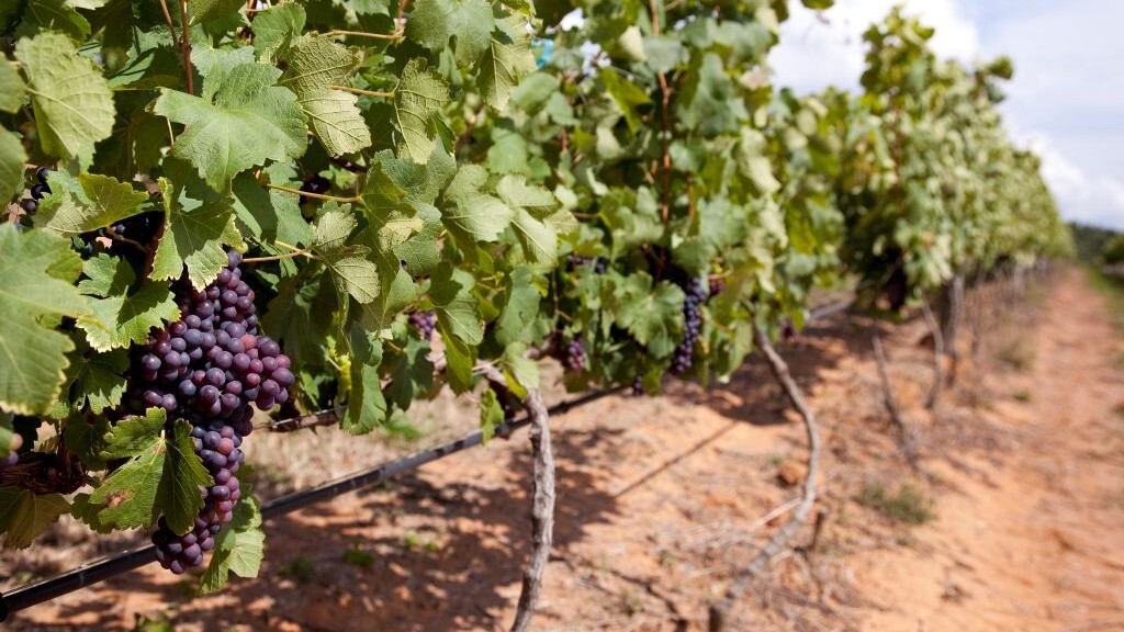 Espírito Santo do Pinhal desponta como tendência no turismo para 2026